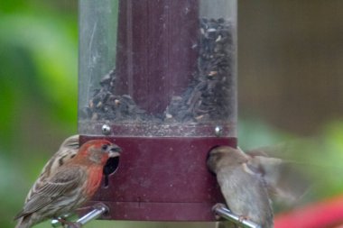 Kuş yemliğinde beslenen kuşlar.