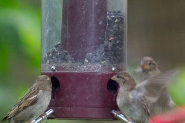 Kuş yemliğinde beslenen kuşlar.