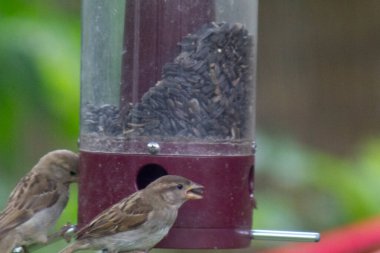 Kuş yemliğinde beslenen kuşlar.