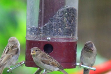 Kuş yemliğinde beslenen kuşlar.