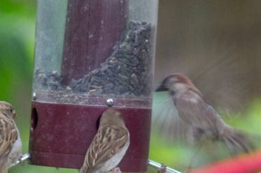 Kuş yemliğinde beslenen kuşlar.