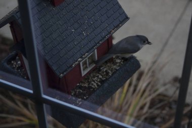 Kuş yemliğinde beslenen kuşlar.