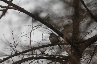 Bir kablo üzerinde oturan Doğu Bluebird (Sialia sialis)