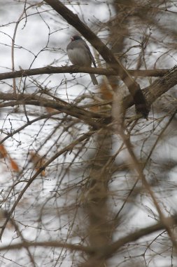 Bir kablo üzerinde oturan Doğu Bluebird (Sialia sialis)