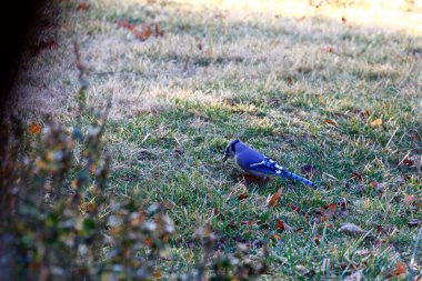 Mavi Jay Kuşu (Cyanocitta cristata)