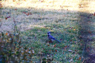 Mavi Jay Kuşu (Cyanocitta cristata)