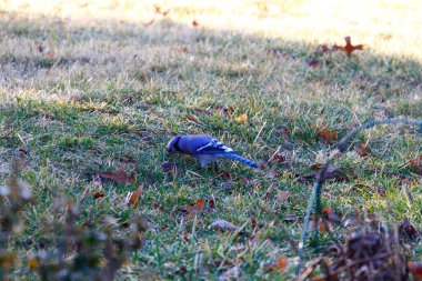 Mavi Jay Kuşu (Cyanocitta cristata)