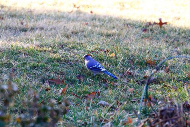 Mavi Jay Kuşu (Cyanocitta cristata)