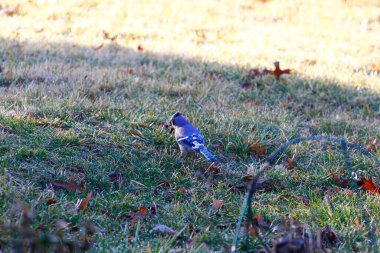 Mavi Jay Kuşu (Cyanocitta cristata)