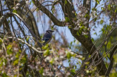 Mavi Jay Kuşu (Cyanocitta cristata)