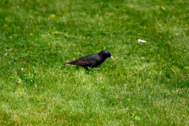Ortak Sığırcık Görünümü