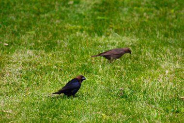 Kahverengi başlı sığır kuşu ve sıradan bir sığırcık