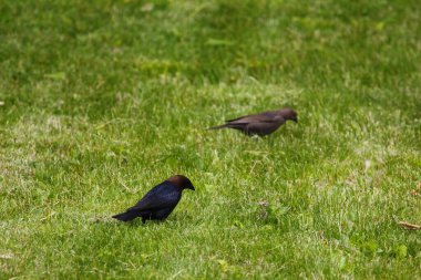 Kahverengi başlı sığır kuşu ve sıradan bir sığırcık