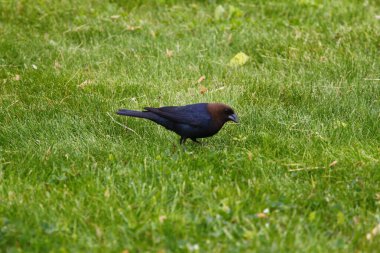 Kahverengi başlı bir sığır kuşunun manzarası