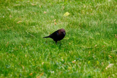 Kahverengi başlı bir sığır kuşunun manzarası