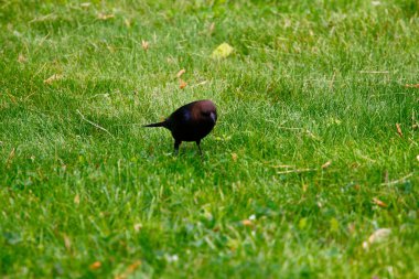 Kahverengi başlı bir sığır kuşunun manzarası