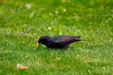 Ortak Sığırcık Görünümü