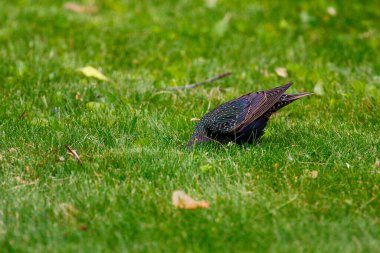 Ortak Sığırcık Görünümü