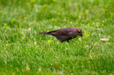 Kahverengi başlı bir sığır kuşunun manzarası