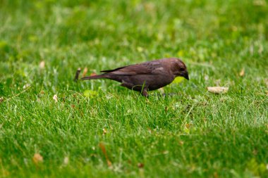 Kahverengi başlı bir sığır kuşunun manzarası