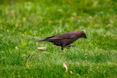 Kahverengi başlı bir sığır kuşunun manzarası