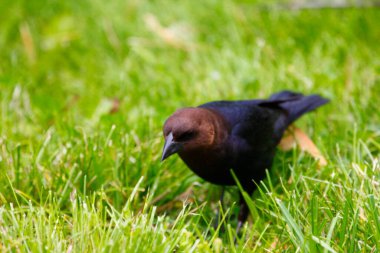 Kahverengi başlı bir sığır kuşunun manzarası