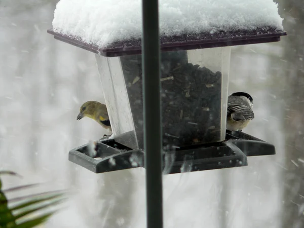 Alimentação Aves Alimentador Pássaros — Fotografia de Stock