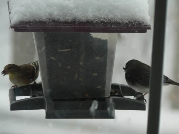 Les Oiseaux Qui Nourrissent Dans Une Mangeoire Oiseaux — Photo