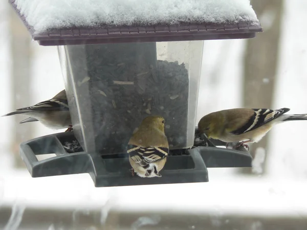 Les Oiseaux Qui Nourrissent Dans Une Mangeoire Oiseaux — Photo