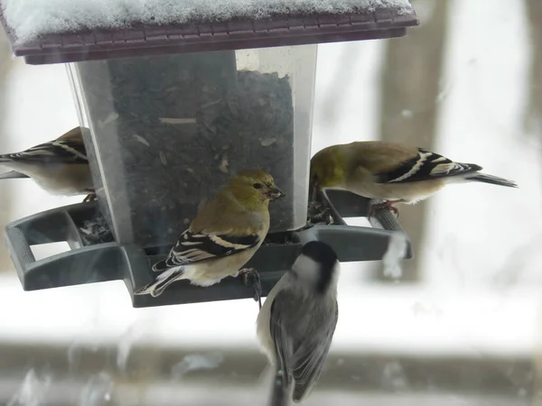 Les Oiseaux Qui Nourrissent Dans Une Mangeoire Oiseaux — Photo