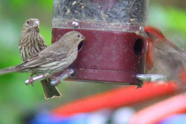 Kuş yemliğinde beslenen kuşlar.