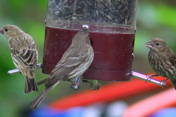 Les Oiseaux Qui Nourrissent Dans Une Mangeoire Oiseaux — Photo