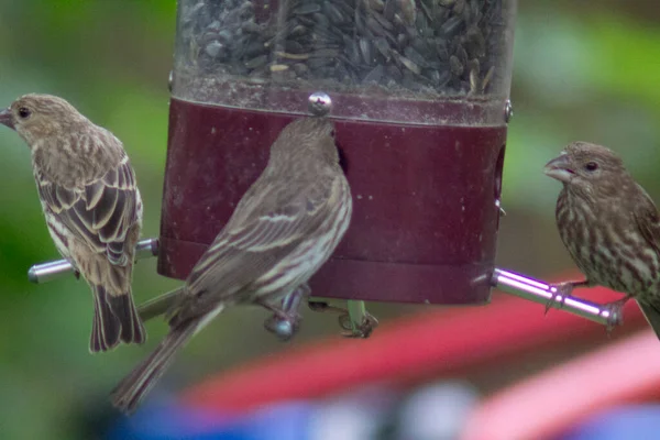 Kuş yemliğinde beslenen kuşlar.