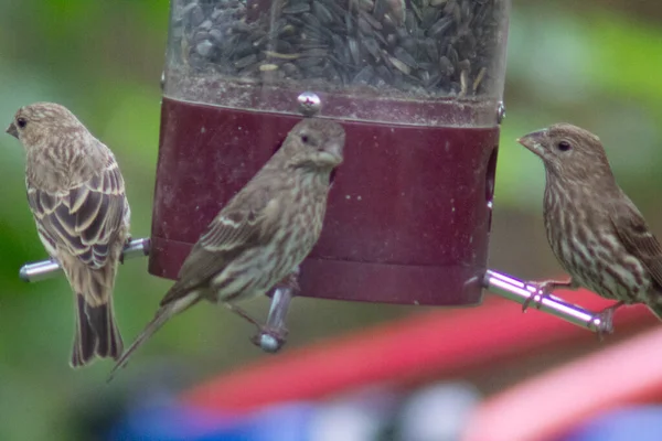 Kuş yemliğinde beslenen kuşlar.