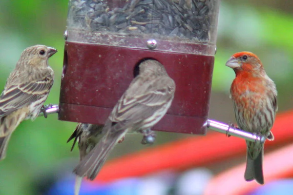 Kuş yemliğinde beslenen kuşlar.