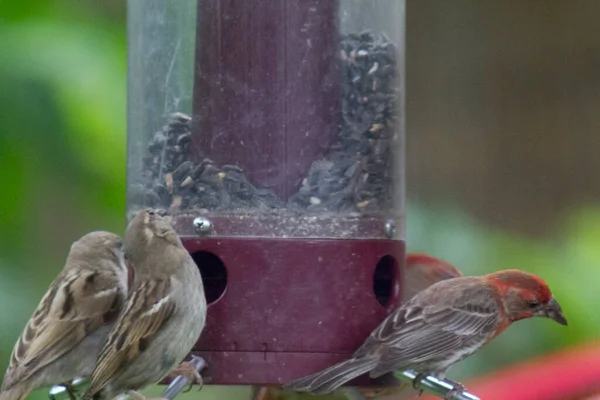 Les Oiseaux Qui Nourrissent Dans Une Mangeoire Oiseaux — Photo