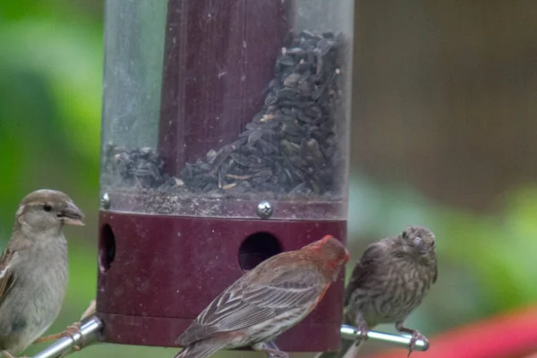 鳥の餌やり 鳥の餌やり — ストック写真