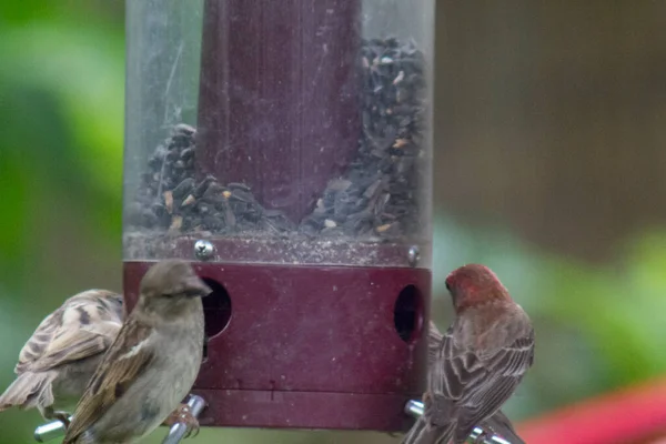 Birds Feeding Bird Feeder — Stock Photo, Image