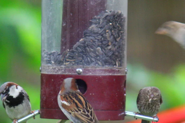 Kuş yemliğinde beslenen kuşlar.