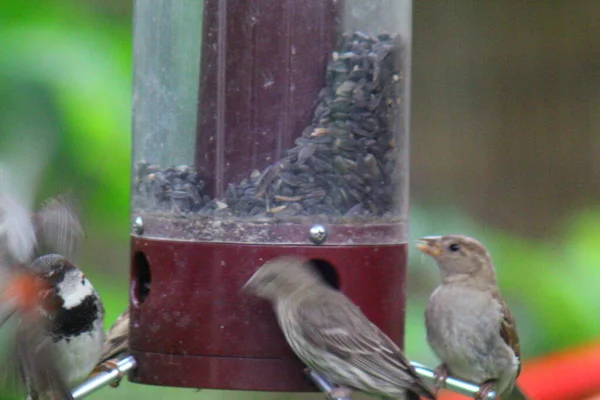 Vögel Ernähren Sich Vogelfutterhäuschen — Stockfoto