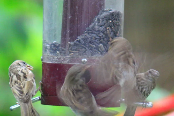 Les Oiseaux Qui Nourrissent Dans Une Mangeoire Oiseaux — Photo