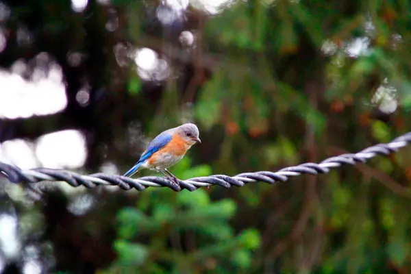 Östra Bluebird Sialia Sialis Sitter Kabel — Stockfoto