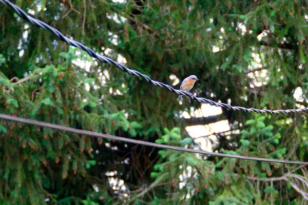 Östlicher Blauvogel Sialia Sialis Sitzt Auf Einem Kabel — Stockfoto