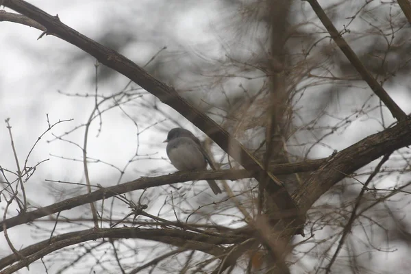 Bir kablo üzerinde oturan Doğu Bluebird (Sialia sialis)