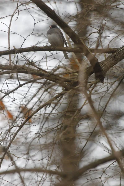 Bir kablo üzerinde oturan Doğu Bluebird (Sialia sialis)