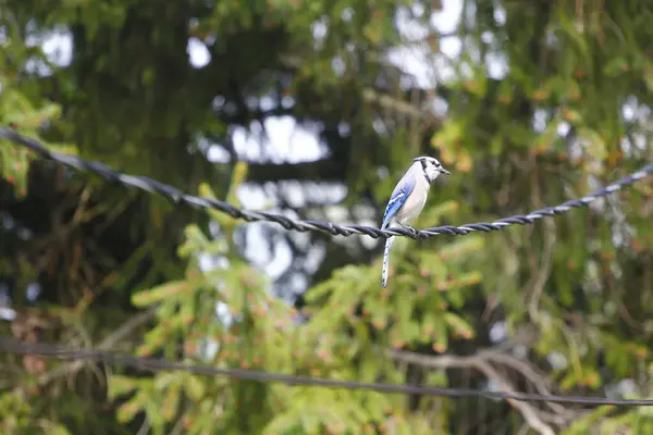 Blue Jay Bird Cyanocitta Cristata — Fotografia de Stock