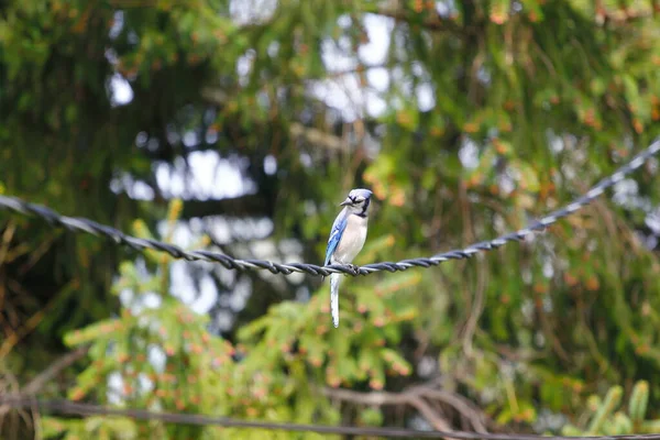 Πουλί Του Είδους Blue Jay Cyanocitta Cristata — Φωτογραφία Αρχείου