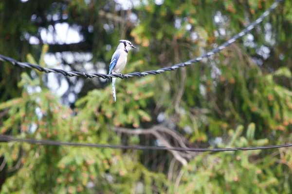 Mavi Jay Kuşu Cyanocitta Cristata — Stok fotoğraf