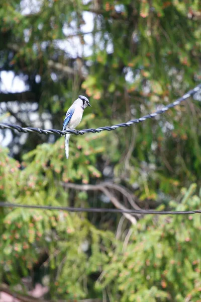 Πουλί Του Είδους Blue Jay Cyanocitta Cristata — Φωτογραφία Αρχείου