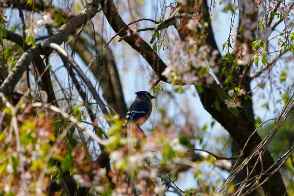 Blue Jay Bird Cyanocitta Cristata — Foto de Stock